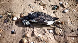 Unusual numbers of dead seabirds found on French shores