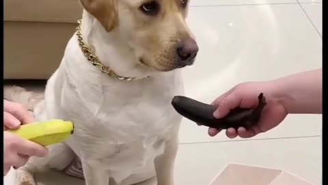 Dog funny videos
