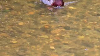 Duck in a small river / beautiful male duck in a river.