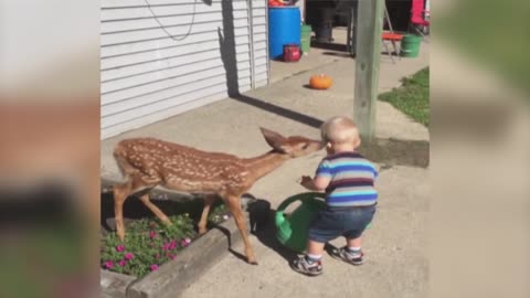 Little Boy Befriends a Baby Deer