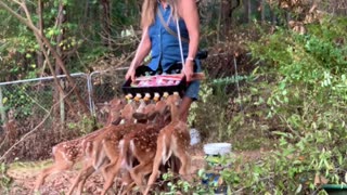 How do you feed 6 fawns at the same time.?