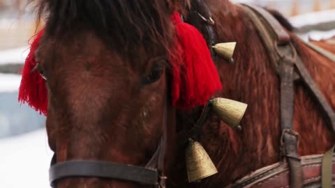 Wonderful brown horse wearing folk costume. Domestic animal with big eyes