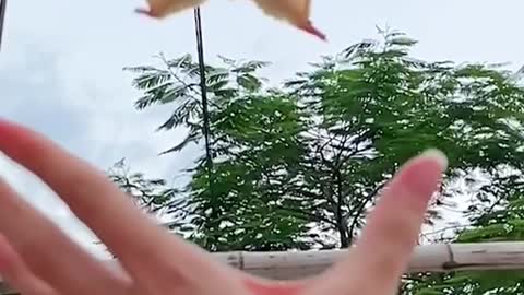 Sugar glider squirrel tries to land on hand