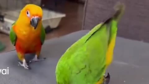 Funniest Bird