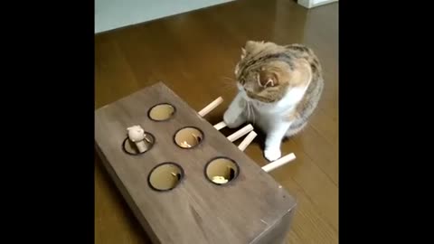 Funny video| Funny animal video|Pawsome Fun! Cat Plays Whack-a-Mole Game