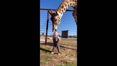 Cute Giraffe Gives Baby Smooches!