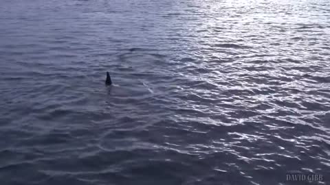 Spyhopping Orcas in Kaldfjord