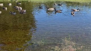 Geese at the Park Swimming