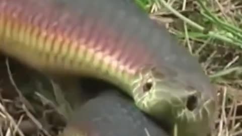 FUNNY ANIMAL SNAKE 2023 BEST WAW