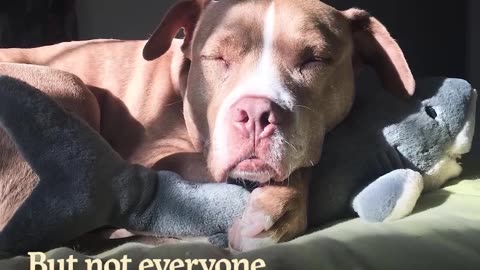Pit Bull Dog Locked Away For Years Gets To Be a Dog Again | The Dodo Pittie Nation