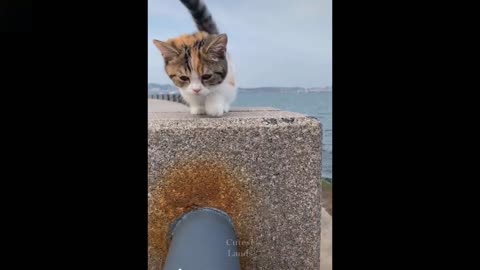 💗Omg! So Cute Pets ♥ If You Have A Bad Day, Watch This 💗