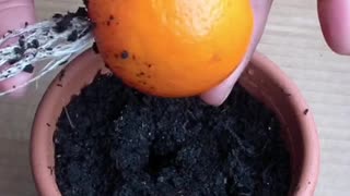 Is it possbile to grow orange tree like this?