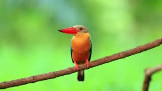 Very beautiful birds in the World