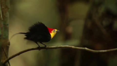 Unique bird with a funny dance