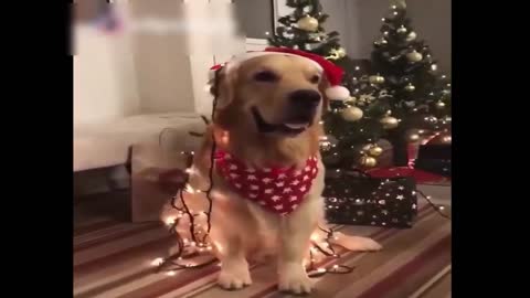 Santa puppy so cute Christmas