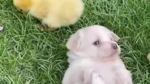 puppies playing | world best lovely dogs HD videos | we love dogs - 34