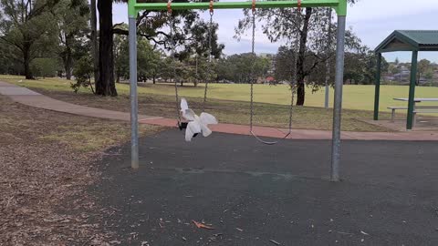 Birds showing off on the swing
