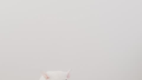 Cute Little mice playing