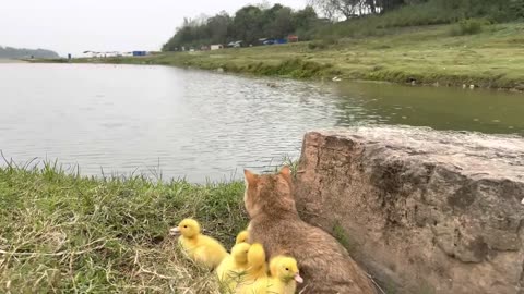 The kitten takes three ducklings on an outdoor trip! happy duck🐥Cute