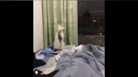 Best Funny Animal Videos Of🤣 The 2023 Funniest Cats And Dogs Videos