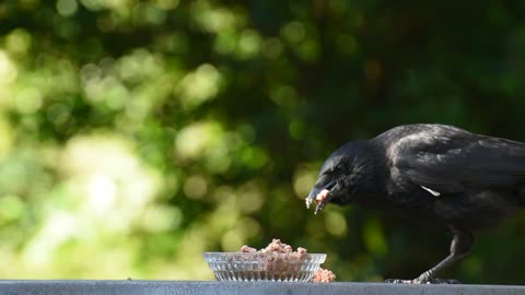 Raven Bird Crow Eat Bird Black Animal Nature 🌴🌴