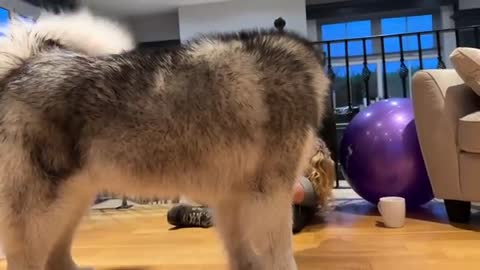 Giant Husky Protects Little Girl And Bites Me!