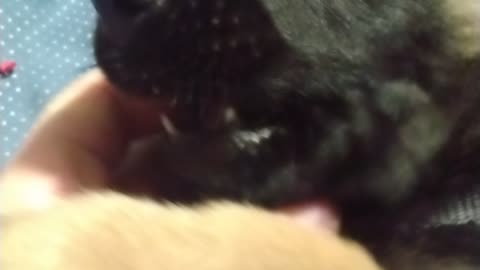 VICIOUS DOG ATTACK WATCH TILL THE END