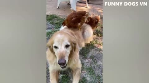 Funny Dogs