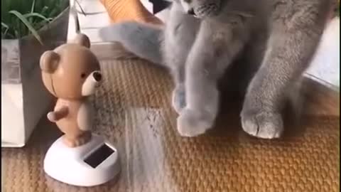 Baby Cats!_heart_eyes_ Cute and Funny Cat Videos - 14 - shorts