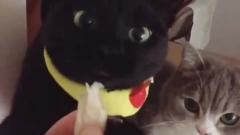 Slow motion of kitten eating, share