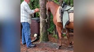 First saddling for colt