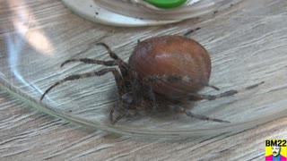 Big Pumpkin Spider Found on my Front Door