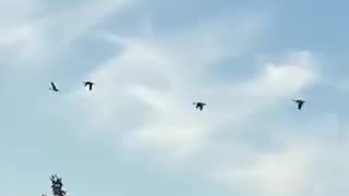 Nature and bird: Synchronized four geese-a-flying