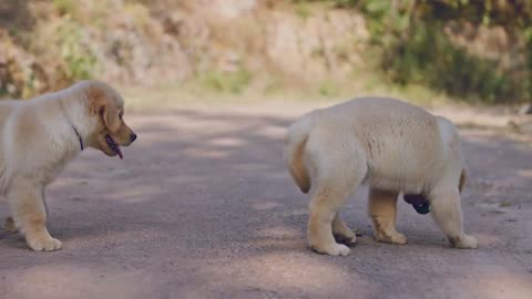 Puppies Walking around Entertainment enjoying