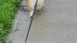 My Dog Makes This Walk On A Rainy Day so Satisfying! 🐶🐕