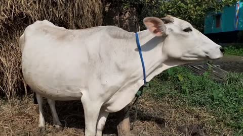 Cow Mooing In A Rural Village Area _ Eight Cow Voice Sound Once By Once In Our Village