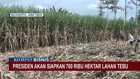 Jokowi Akan Siapkan 700.000 Hektar Lahan untuk Budidaya Tebu, Kejar Target Swasembada Gula!