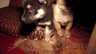 Rescued puppies bring joy to Ukrainian soldiers