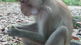 Monkey getting their relaxing