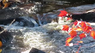 Beautiful Mountain River Flowing Sound. Forest River, Relaxing Nature Sounds/ Sleep/ Relax 3 hours.