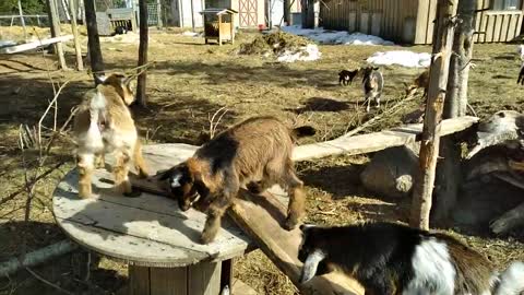 Meet Widget's Nigerian Dwarf Goat Buckling One