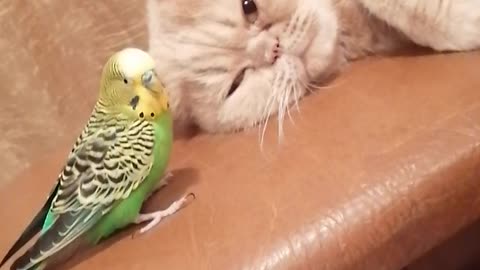 Кот и птица, милые животные #237