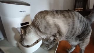 Hungry Kitty