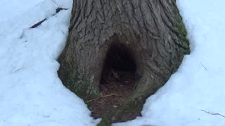 Tree Hollow