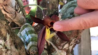 Touching a Catasetum Orchid