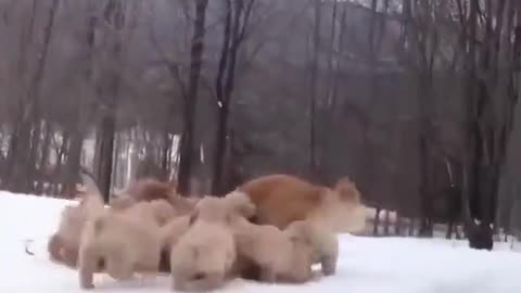 Mama playing with her puppies is the cutest thing I've seen today ❤️😍