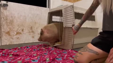 Rescued Mama Pig & Baby Piglet Talking to Each Other