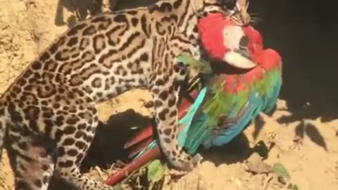 A cat eats a beautiful parrot