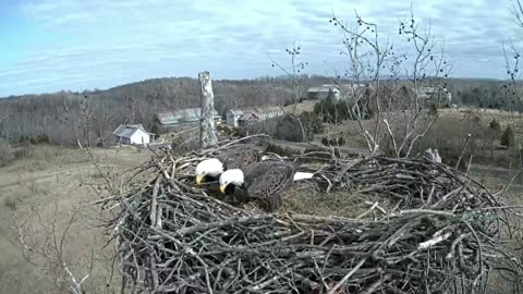 Cute Way Bald Eagle Pair Share Nest Building Duties