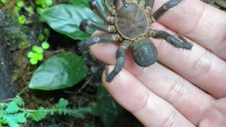 Trapdoor Spider from China